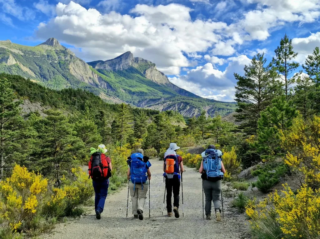 Vier Wanderer mit Rucksäcken auf einem Weg zwischen blühendem Ginster, dahinter die Berge der Alpes-de-Haute-Provence